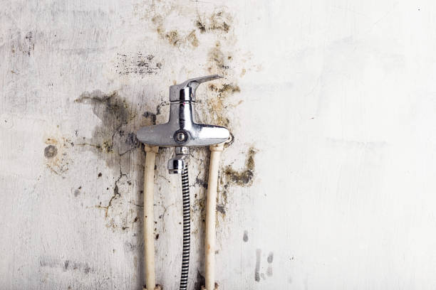 Best Same-Day Mold Removal  in Westminster, LA