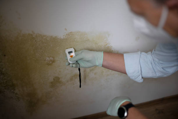 Best Black Mold Removal  in Westminster, LA