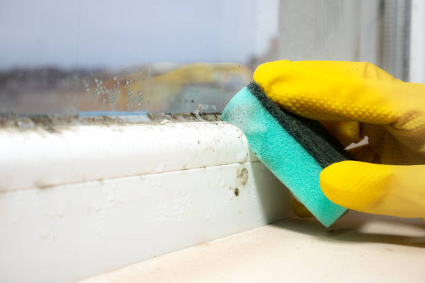 Best Mold Inspection  in Westminster, LA