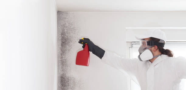 Best Professional Mold Removal  in Westminster, LA
