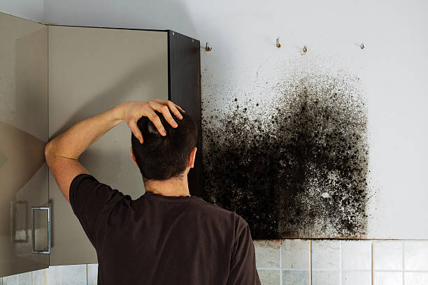 Best Certified Mold Removal  in Westminster, LA