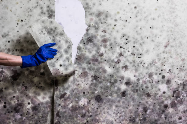 Best Mold Damage Repair  in Westminster, LA