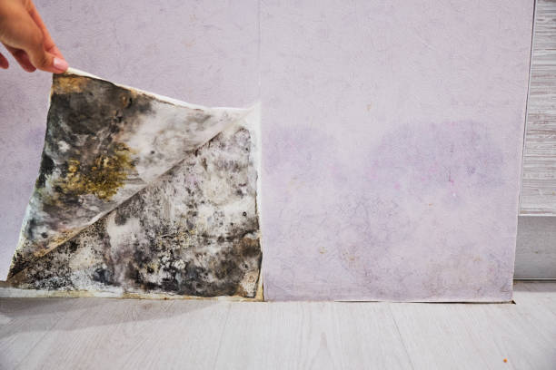  Westminster, LA Mold Removal Pros